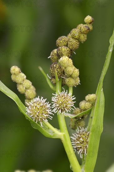 Simplestem Bur-reed or Branched Bur-reed (Sparganium erectum