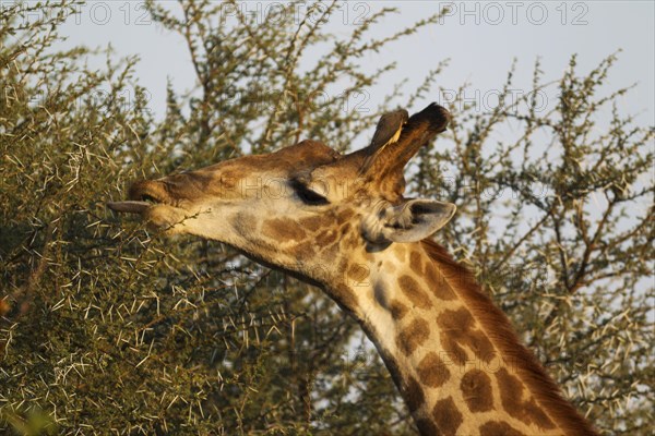 Southern Giraffe (Giraffa camelopardalis giraffa)