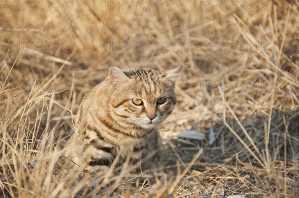 Black-footed Cat (Felis nigripes)