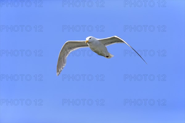 Western Gull (Larus occidentalis) adult