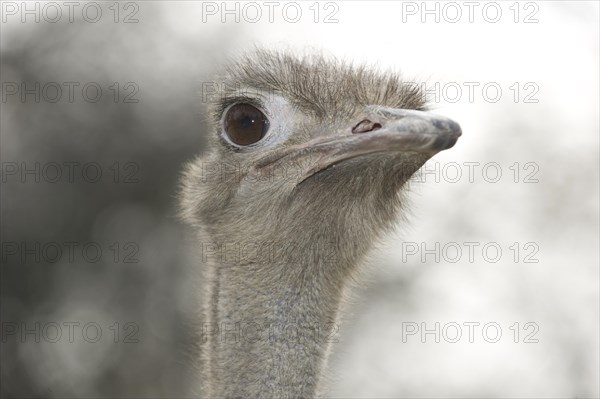 Common Ostrich (Struthio camelus)