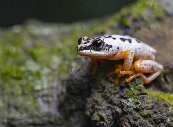 Heterixalus variabilis (Heterixalus variabilis)