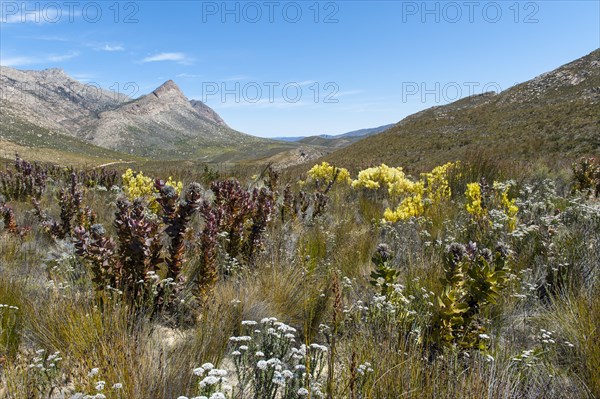 Vegetation in the Swartberg mountain range