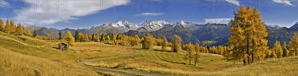 Larch forest (Larix) in autumn