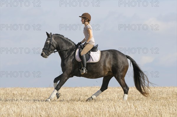 Rider on a Connemara pony galloping on a stubble field