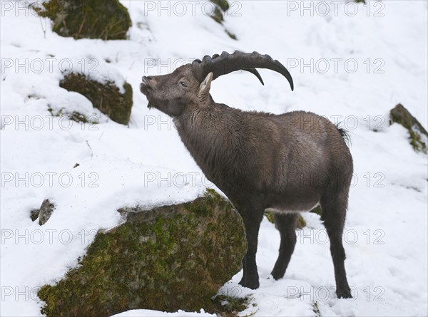 Alpine Ibex (Capra ibex) standing in the snow and flehming