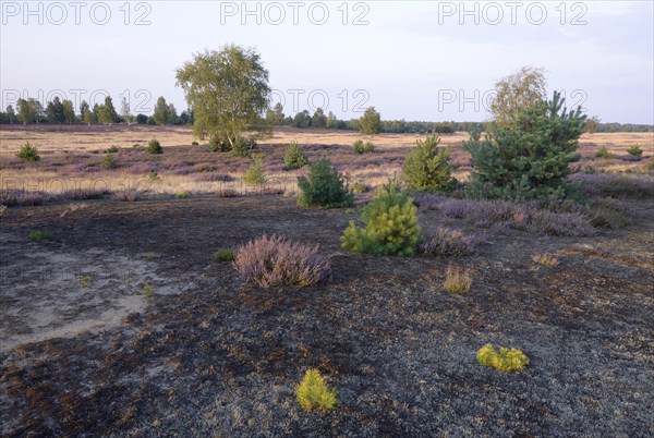 Open heath with grey hair-grass (Corynephorus canescens) and blooming heather (Calluna vulgaris)