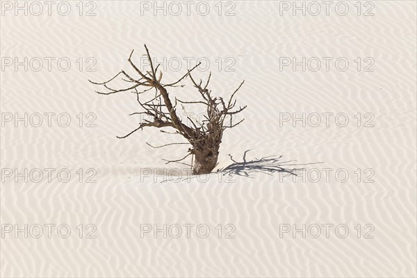 Dead tree in the sand dunes of the desert Deserto Viana