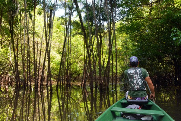 Man travelling in a canoe on the Rio Solimoes river in the flooded Varzea-jungle