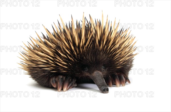 Short-beaked Echidna (Tachyglossus aculeatus)