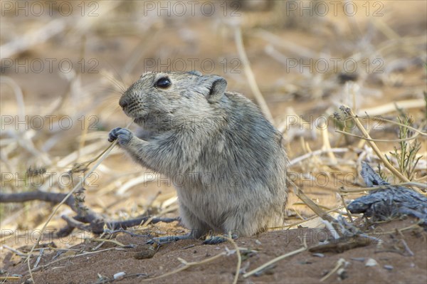 Brants's whistling rat (Parotomys brantsii)