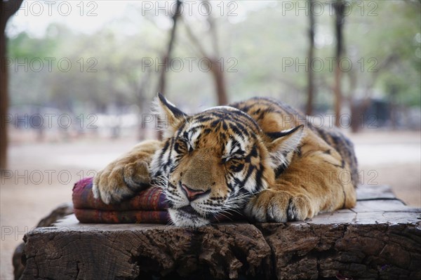 Tiger Temple or Wat Pa Luangta Bua