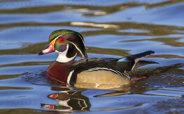 Wood Duck (Aix sponsa)