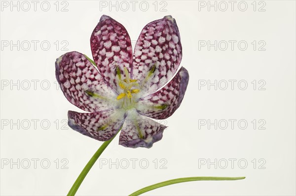 Snake's Head Fritillary (Fritillaria meleagris)