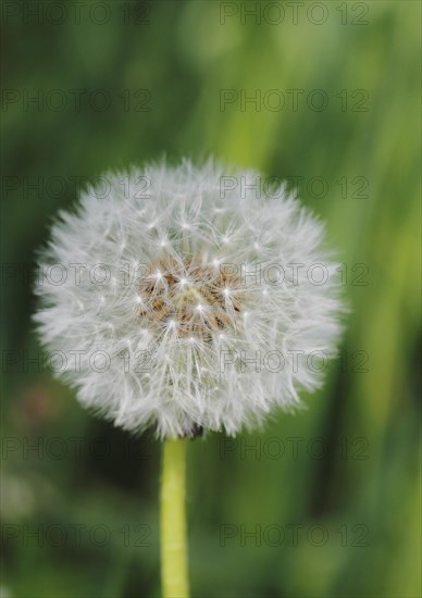 Dandelion clock