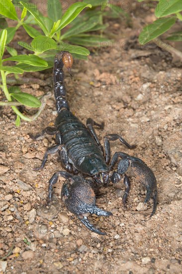 Emperor Scorpion (Pandinus imperator)