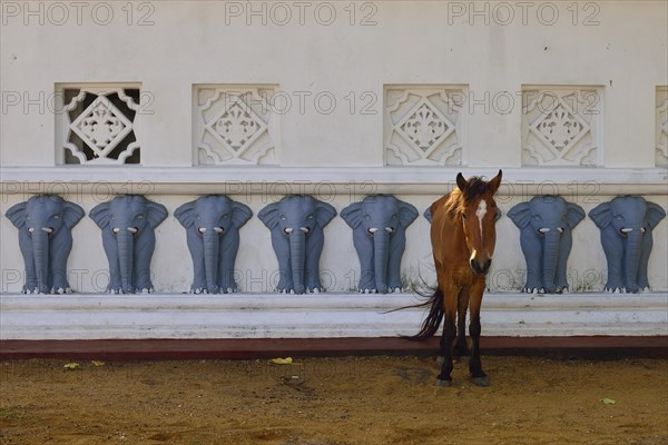 Horse in front of the wall of a Buddhist shrine decorated with elephants