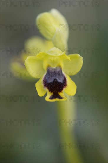 Yellow Ophrys (Ophrys lutea)