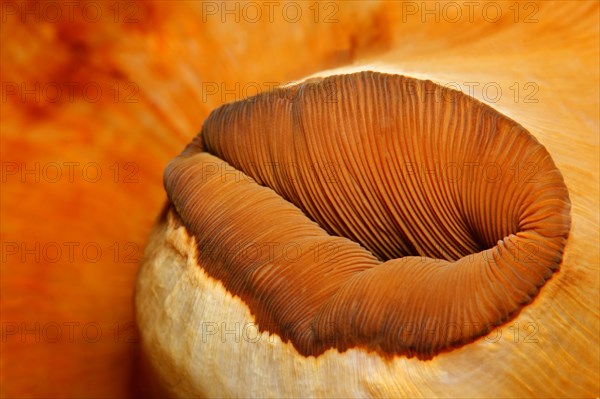 Mouth of a Corallimorph (Pseudocorynactis sp.)