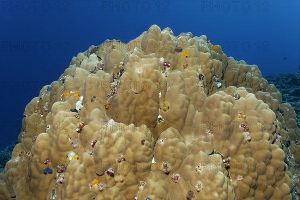 Christmas Tree Worms (Spirobranchus giganteus) on coral block