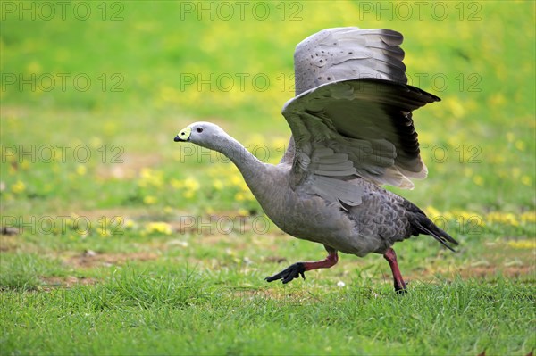 Cape Barren goose (Cereopsis novaehollandiae)