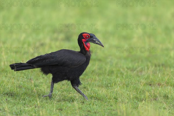 Southern ground hornbill (Bucorvus leadbeateri) walking in grass