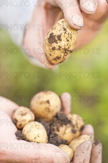 Hands holding organically grown earthy potatoes