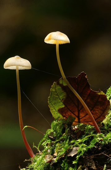 Saffrondrop Bonnet (Mycena crocata)