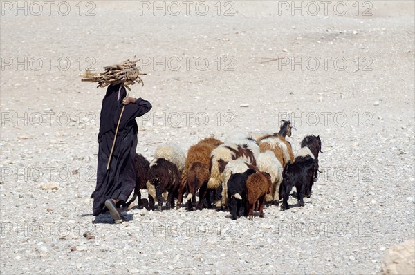 Bedouin woman carrying sugarcane on her head