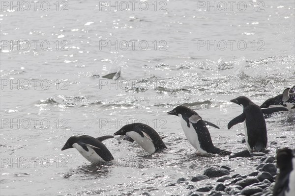 Adelie Penguins (Pygoscelis adeliae) on the way into the ocean