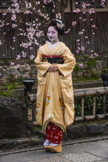 Geisha in front of a blossoming cherry tree in the Geisha quarter Gion