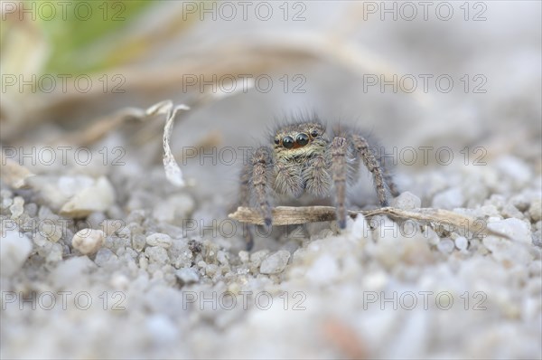 Gold eyes jumping spider (Philaeus chrysops)