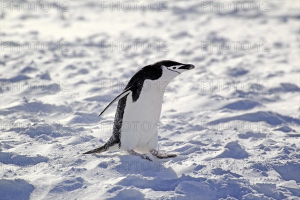 Chinstrap Penguin (Pygoscelis antarctica)