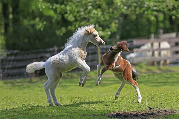Playing foals