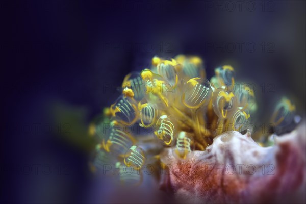 Ascidian Sea Squirt (Pycnoclavella detorta)