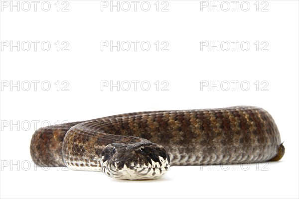 Common Death Adder (Acanthophis antarcticus)