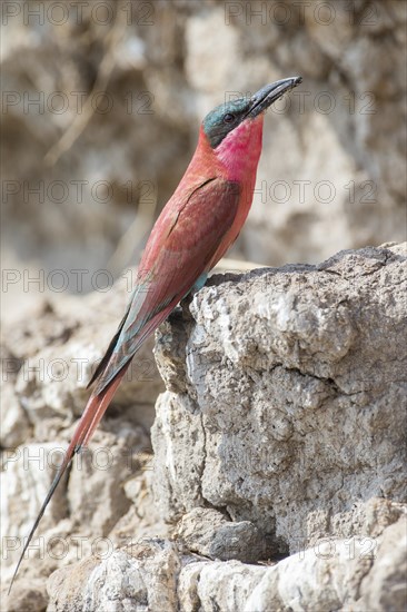 Northern Carmine Bee-eater (Merops nubicus)