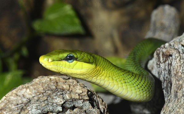 Red-tailed Green Ratsnake (Gonyosoma oxycephalum)