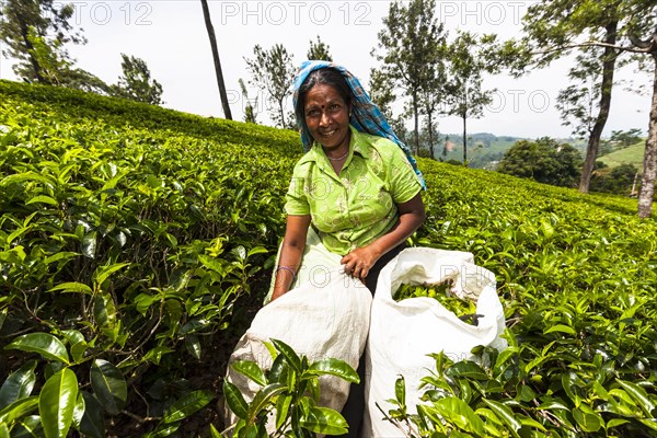 Tea picker