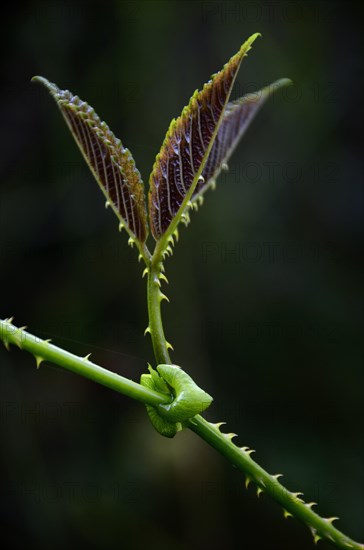 Plant leaf