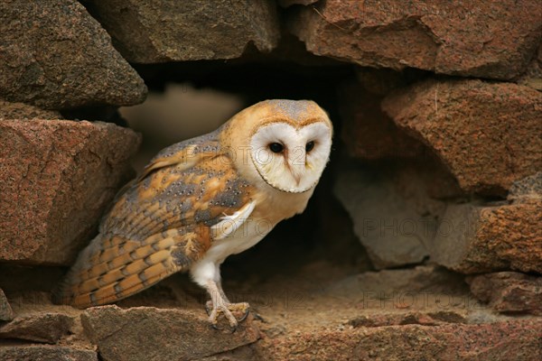 Barn Owl (Tyto alba)