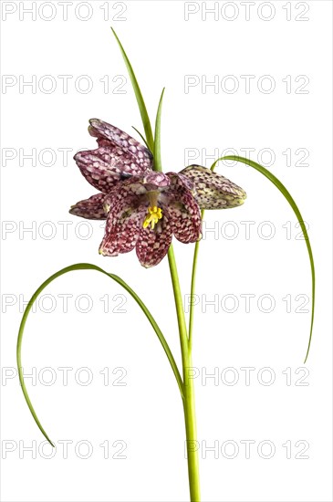 Snake's Head Fritillary (Fritillaria meleagris)