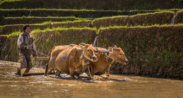 Farmer ploughing a rice paddy with water buffaloes