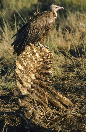 Hooded Vulture (Necrosyrtes monachus)