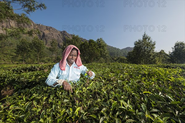 Tea plucker picking tea leaves by hand