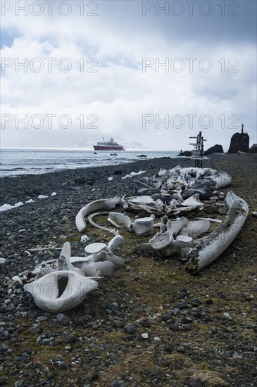 Old whale bones on the beach near the Arctowski Station