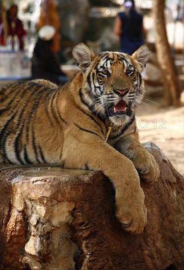 Tiger Temple or Wat Pa Luangta Bua