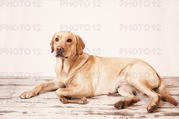 Labrador Retriever with a chewing bone