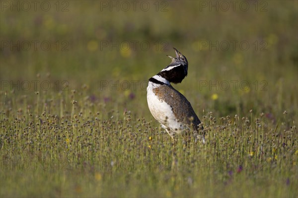 Little Bustard (Tetrax tetrax)