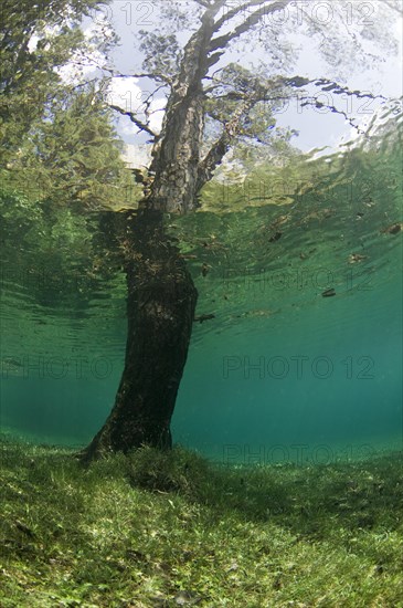 Tree growing in Gruener See or Green Lake